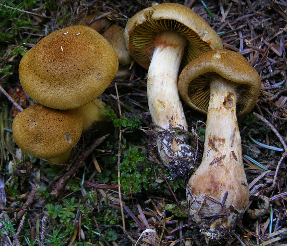 Leprocybe da determinare;Cortinarius cotoneus?